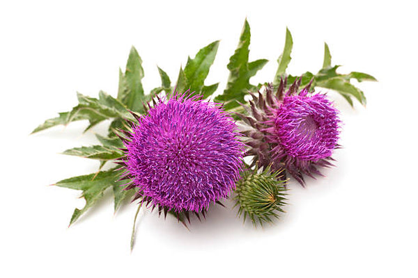 Milk Thistle Seed Extract