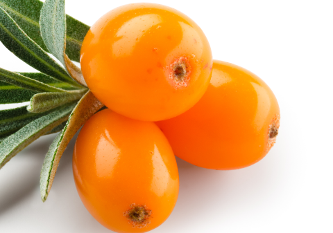 Sea Buckthorn